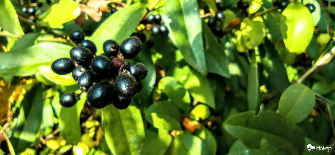 Bogyósok is voltak