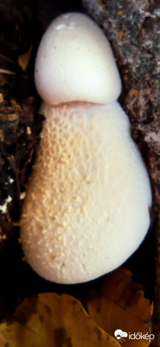 Gombát is talátunk