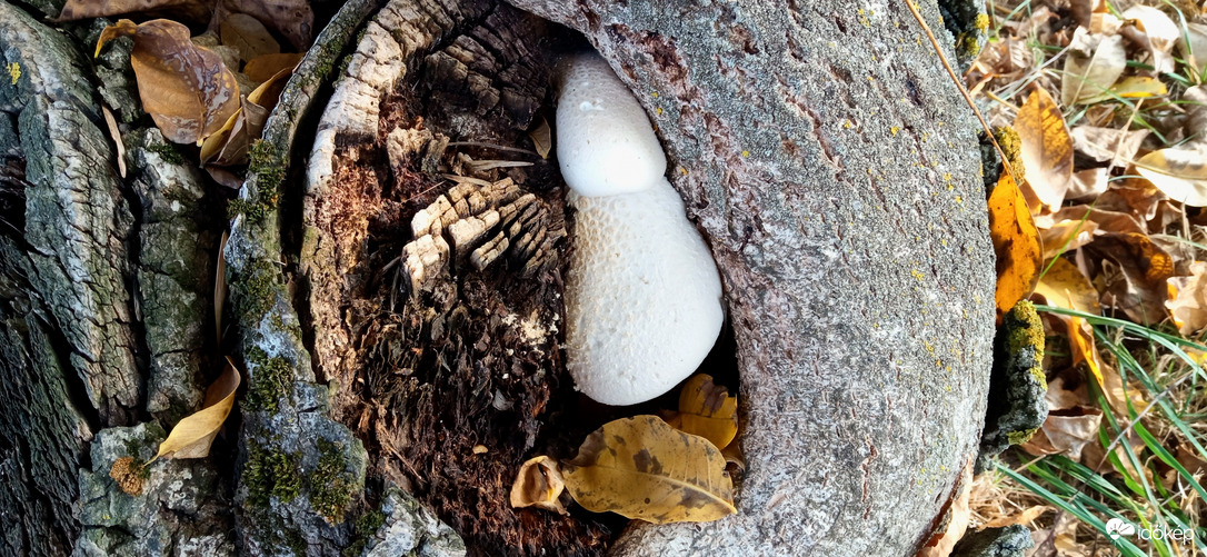 Gombát is talátunk