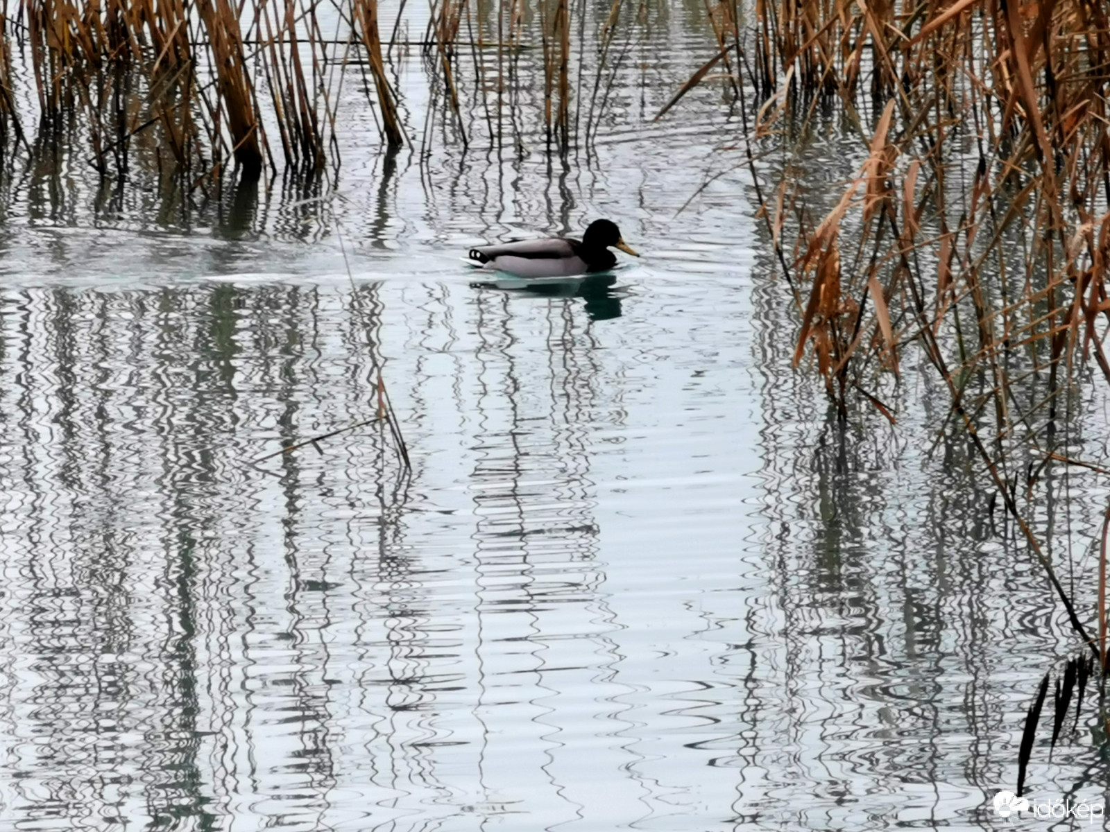 Kis kacsa úszik...