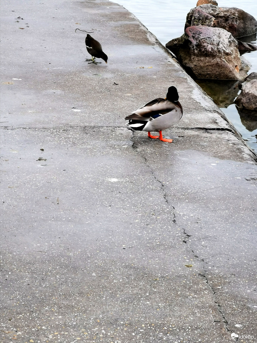 Vajon ez tyúk meg, mit találhatott?