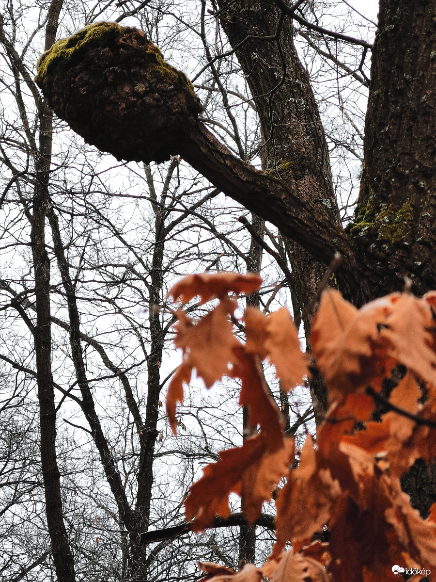 Erdei közvilágítás