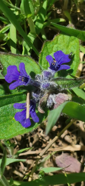 Csak egy kék színű virág...