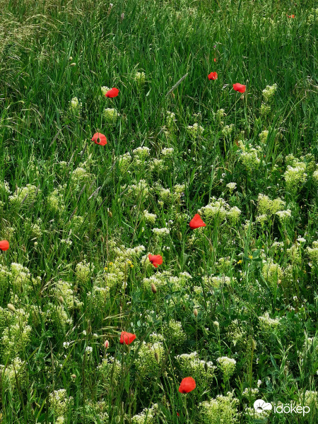 Piros, fehér, zöld.Ez a magyar föld.