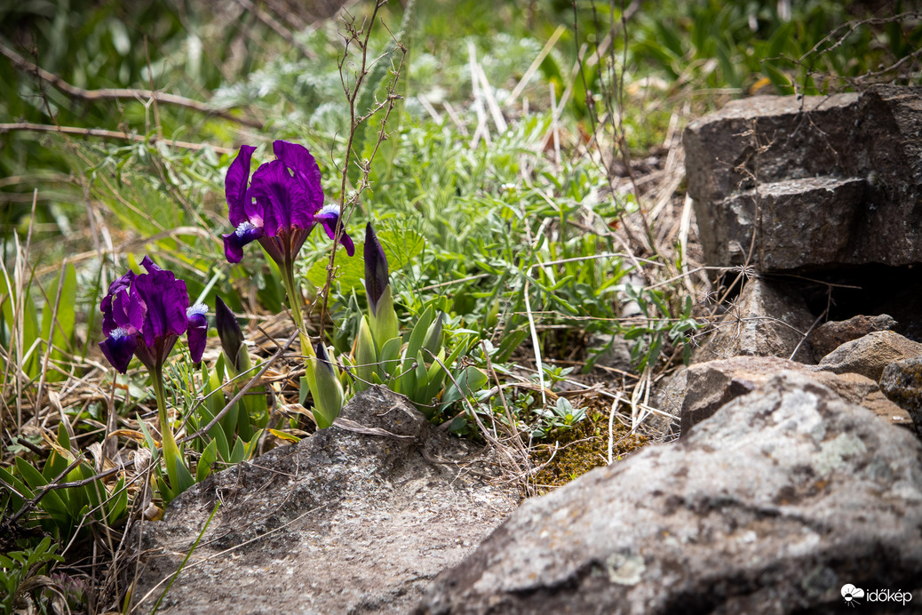 Apró nőszirom (Iris pumila) a füzéri várhegyen.