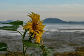 Borús 