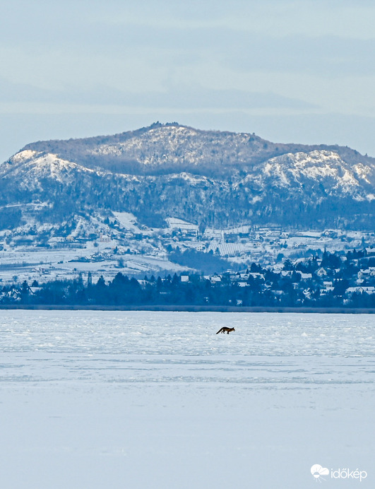 A kis huncut sétálgat Szent -György hegy lábánál… valamit nagyon keres. 