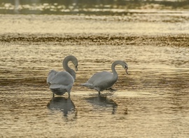Reggeli séta aranyban. 