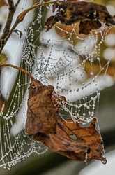 Természet alkotta gyöngyök a ködben 