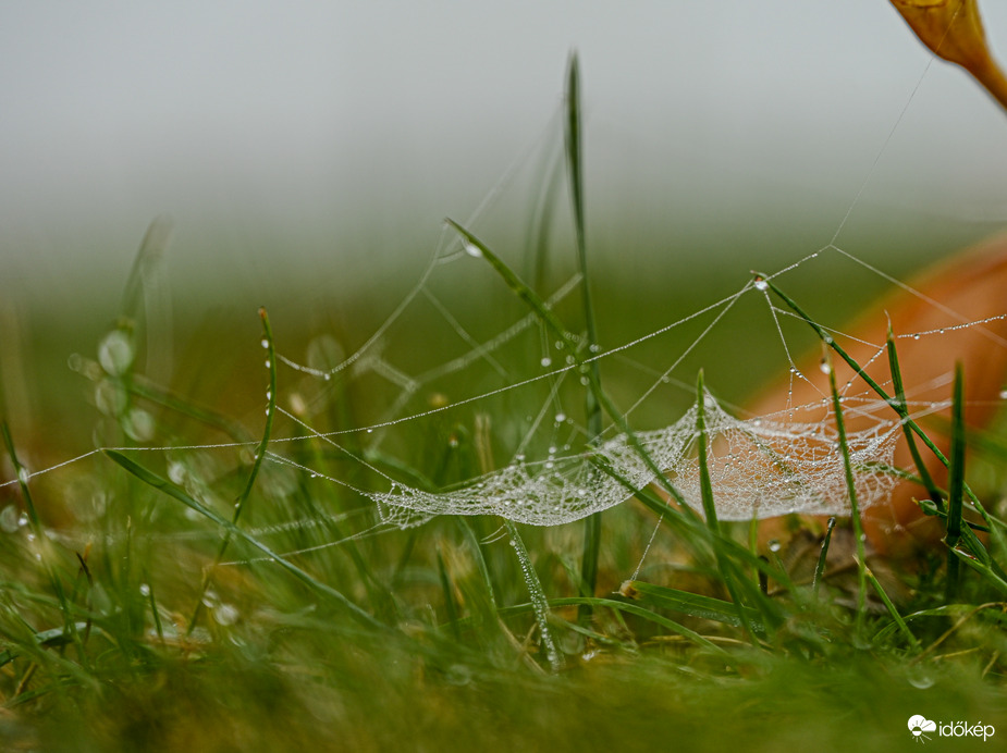 Ne lépj rám, itt vagyok …. 