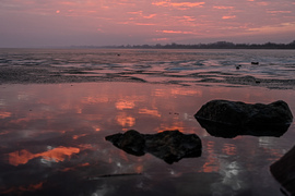 Pulzusemelő magenta a borult idő előtt