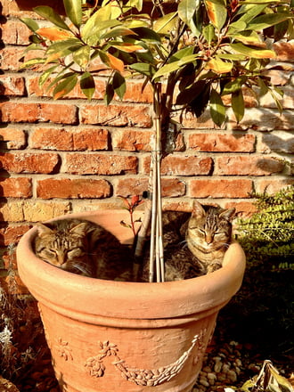 Jó idő volt ma, kihajtott a macskavirág :)