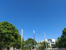 Wombach