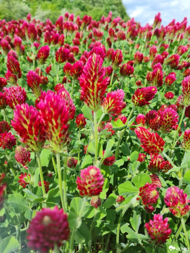 Szentkirályszabadja