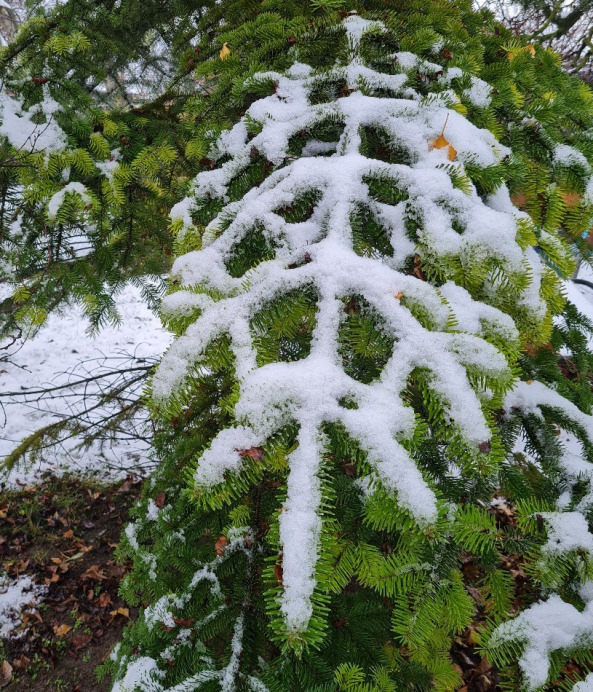 Balatonfűzfő