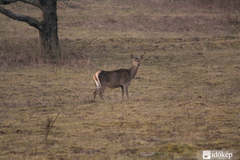 Szarvastehén