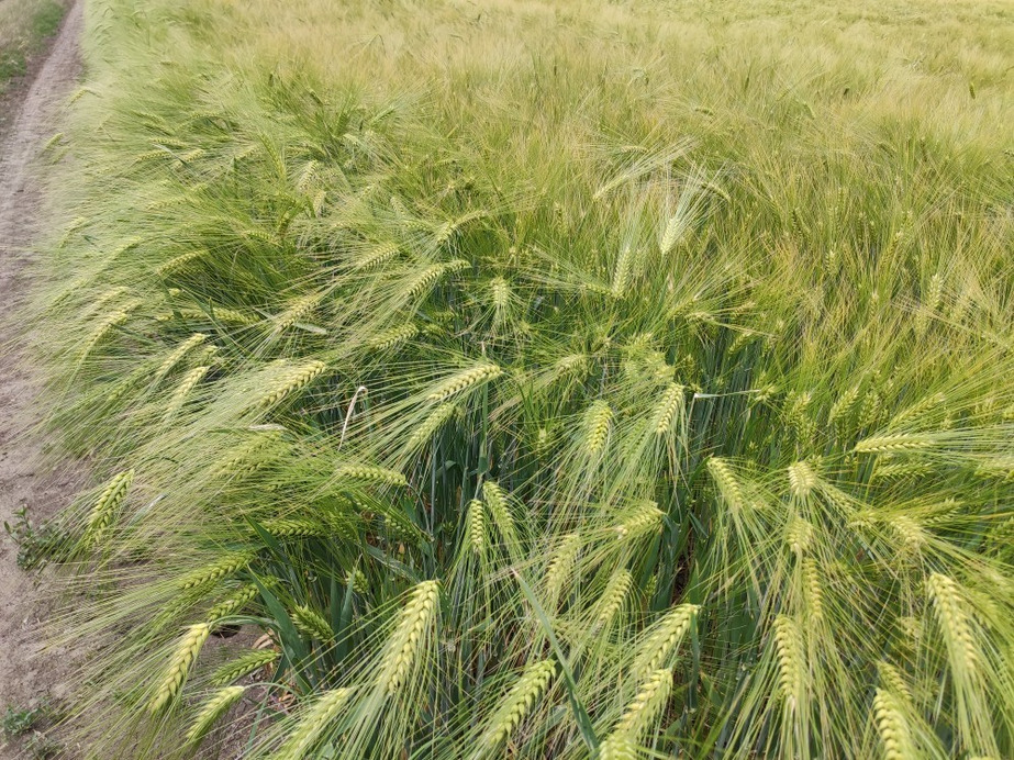 Makó
