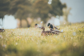 Eső utáni napozás