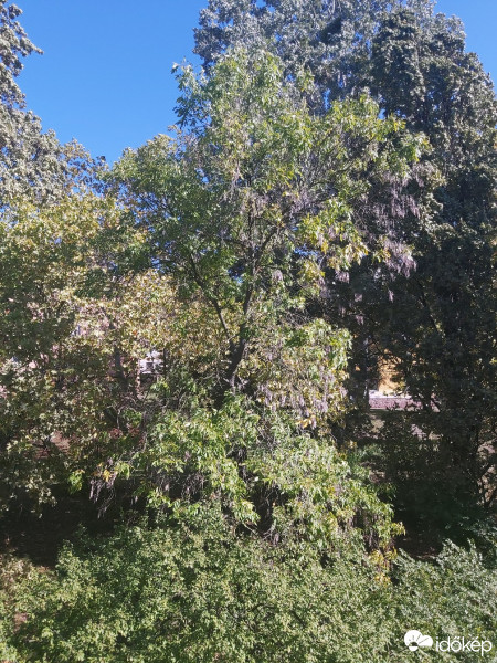 Komló