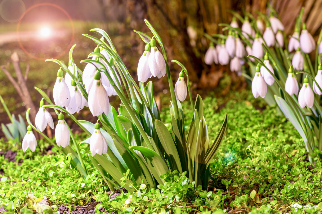 Észlelési fényképek