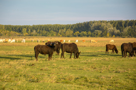 Puszta a mai napon