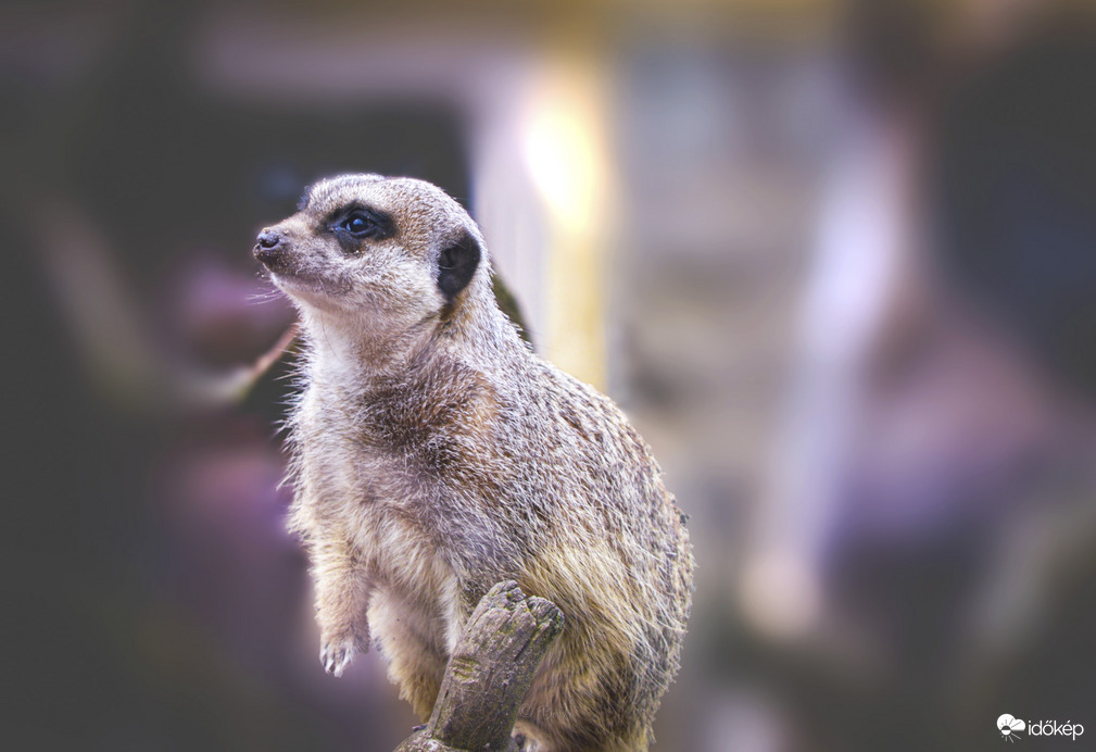 Macska Jancsi macska helyett ez nem lesz jó.