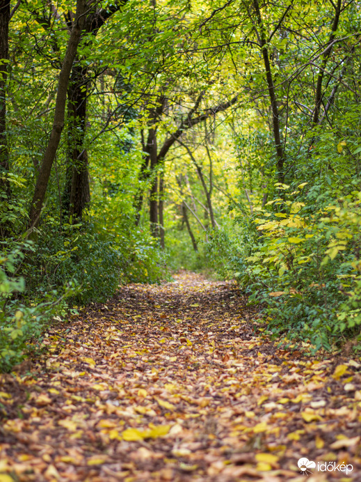 Őszi erdő
