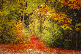 Őszi színek 