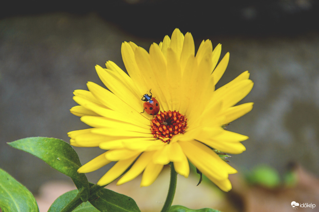 Különös november….