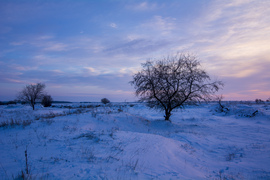 Kora este a pusztában 