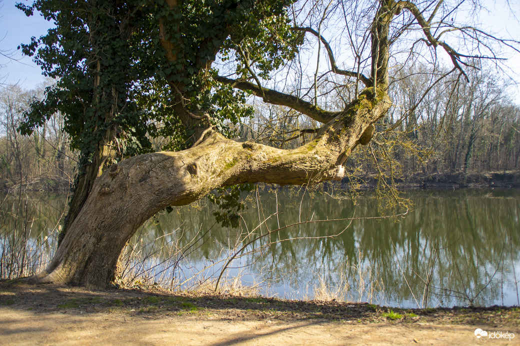 Tisza holtág