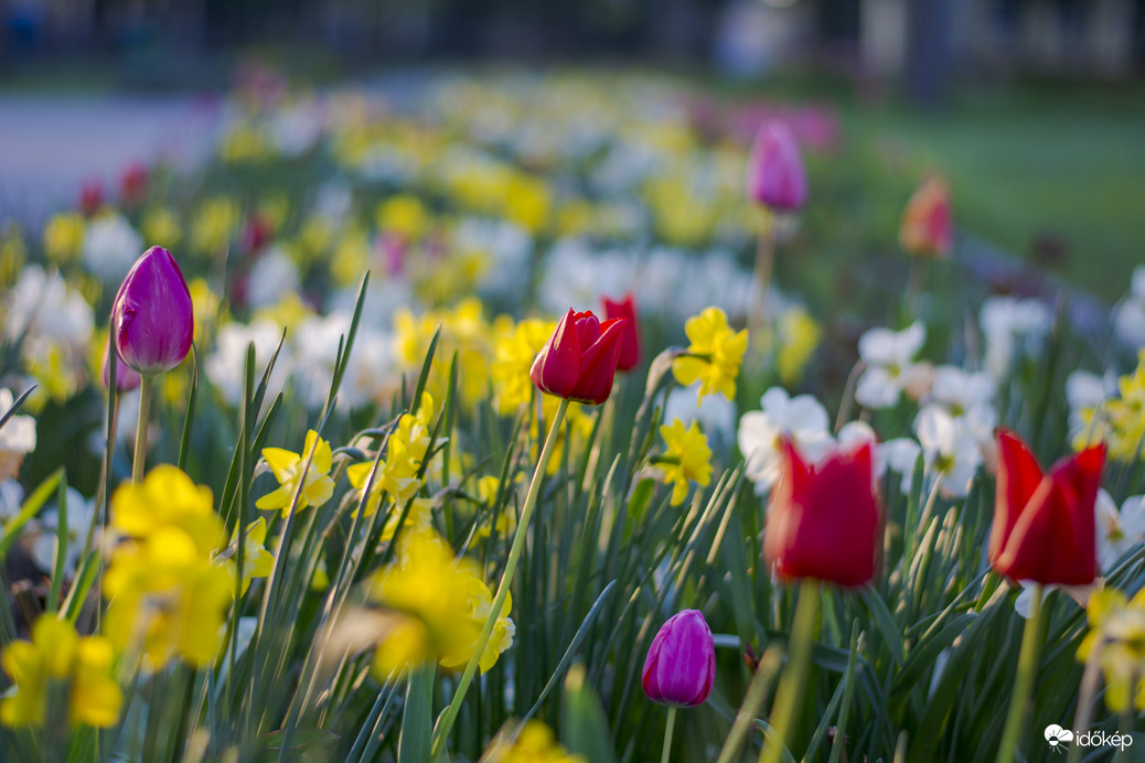 Tulipán 