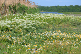 Hortobágyi Nemzeti Park
