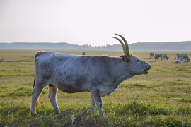 stokker fotója