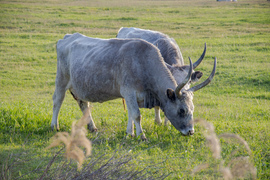 stokker fotója