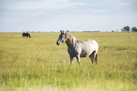 stokker fotója