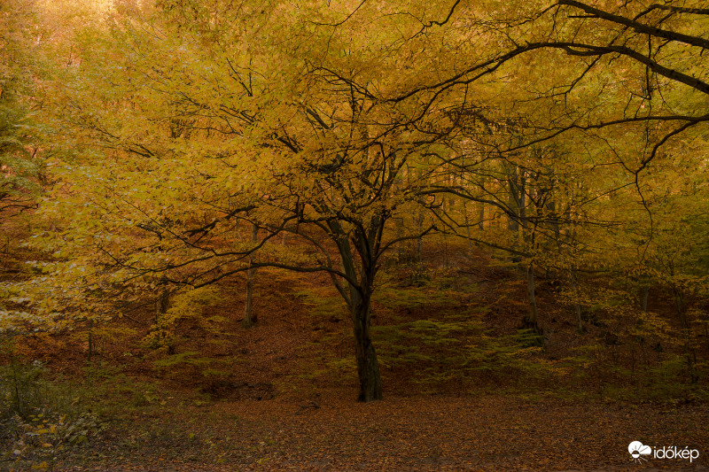 Vadregényes őszi erdő