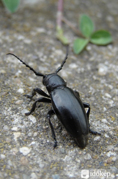 fekete gyalogcincér (Dorcadion aethiops)