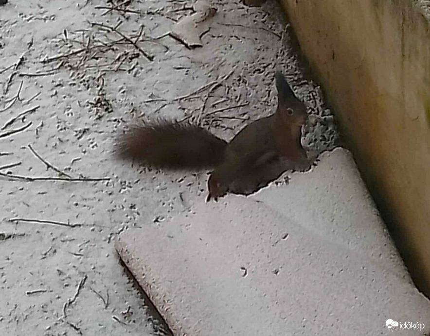 Mókus a kertben.