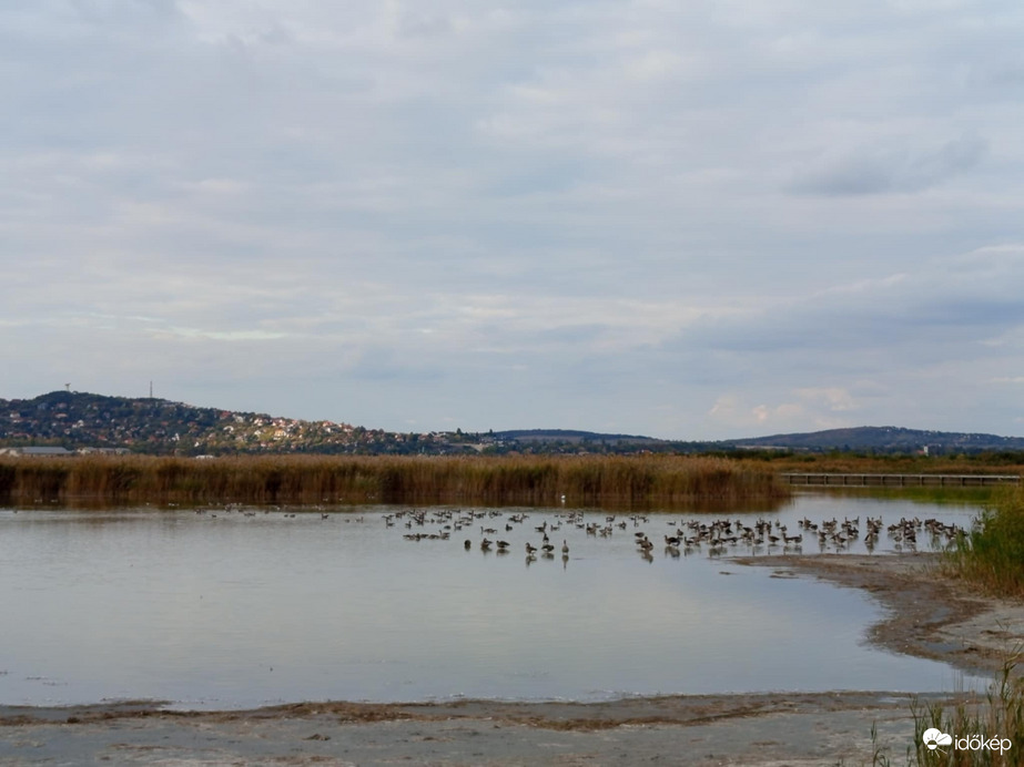 Amikor több madár van mint víz a tóban