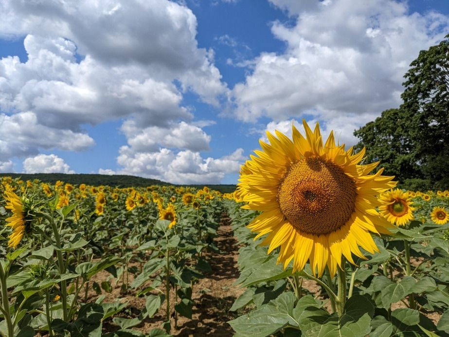 Pilisszántó