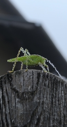 Zöld szöcske, gyöngyös cseppek