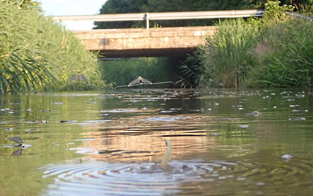 Tiszavirágzás a Kis-Rábán (Fotók: Dr. Szinetár Csaba ELTE Savaria Biológia Tanszék)
