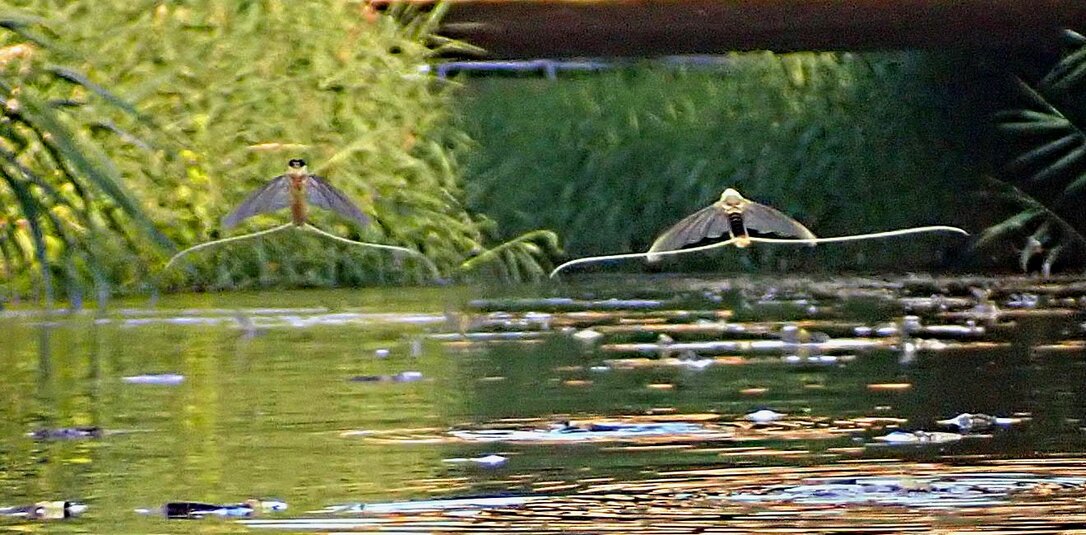 Tiszavirágzás a Kis-Rábán (Fotók: Dr. Szinetár Csaba ELTE Savaria Biológia Tanszék)