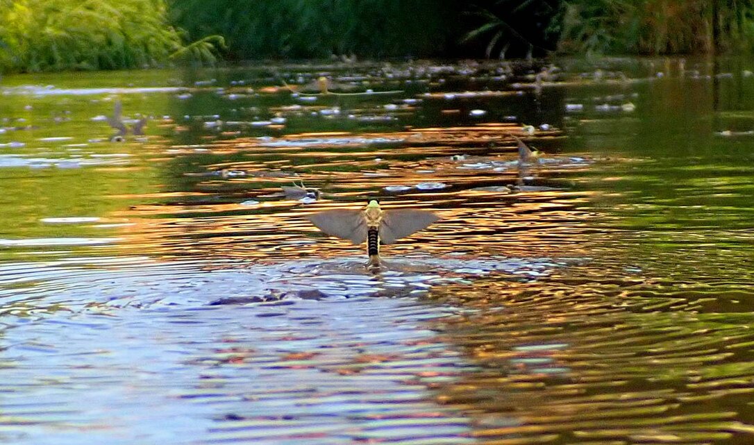 Tiszavirágzás a Kis-Rábán (Fotók: Dr. Szinetár Csaba ELTE Savaria Biológia Tanszék)