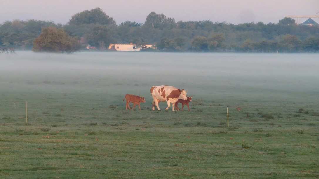 Ködös reggel