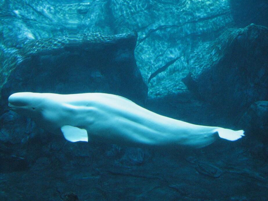 Beluga úszott a Szajnában - Kép: Flickr