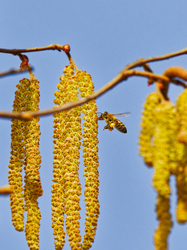 Mogyorófa virágzás