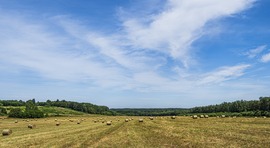 Bálamező