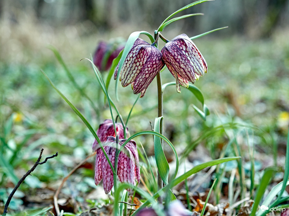 kockás liliom